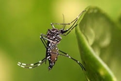 Fiocruz substitui 90% de Aedes aegypti por espcie modificada