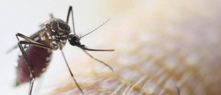 Repelente contra a dengue: voc sabe usar?